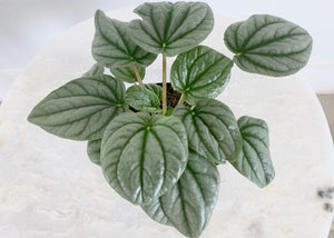 Peperomia 4 Inch