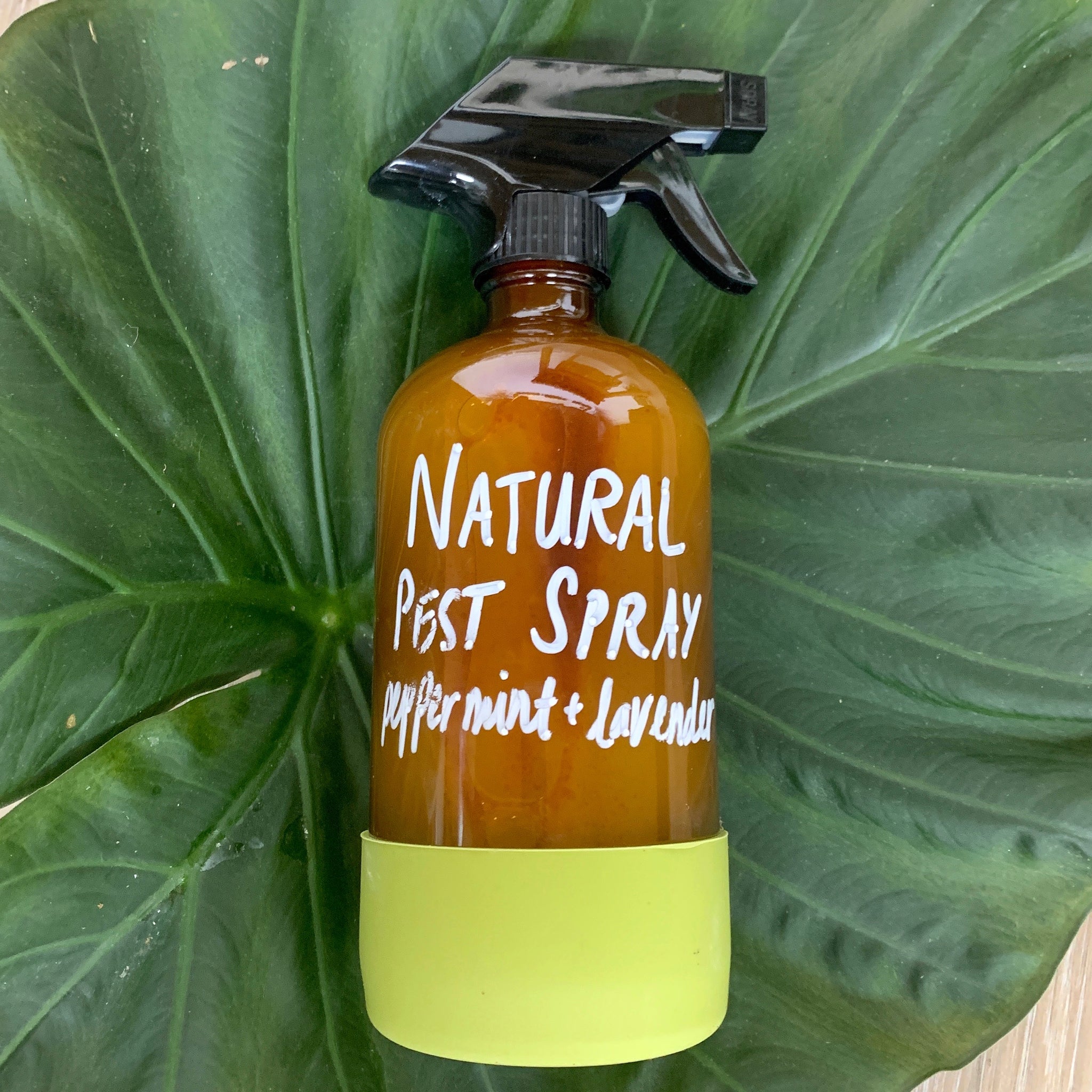 house plant pest spray Houseplant Pest Spray