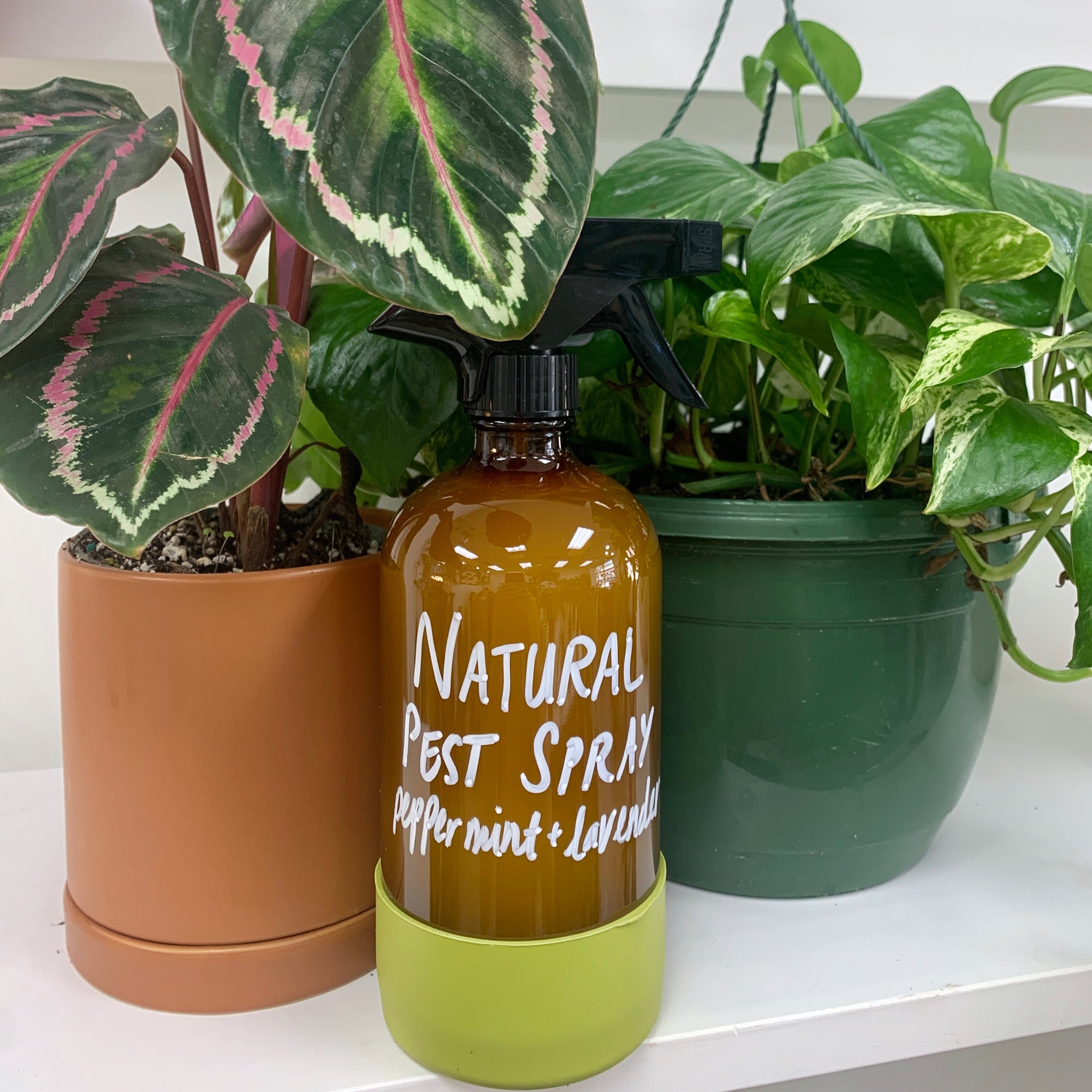 house plant pest spray Houseplant Pest Spray