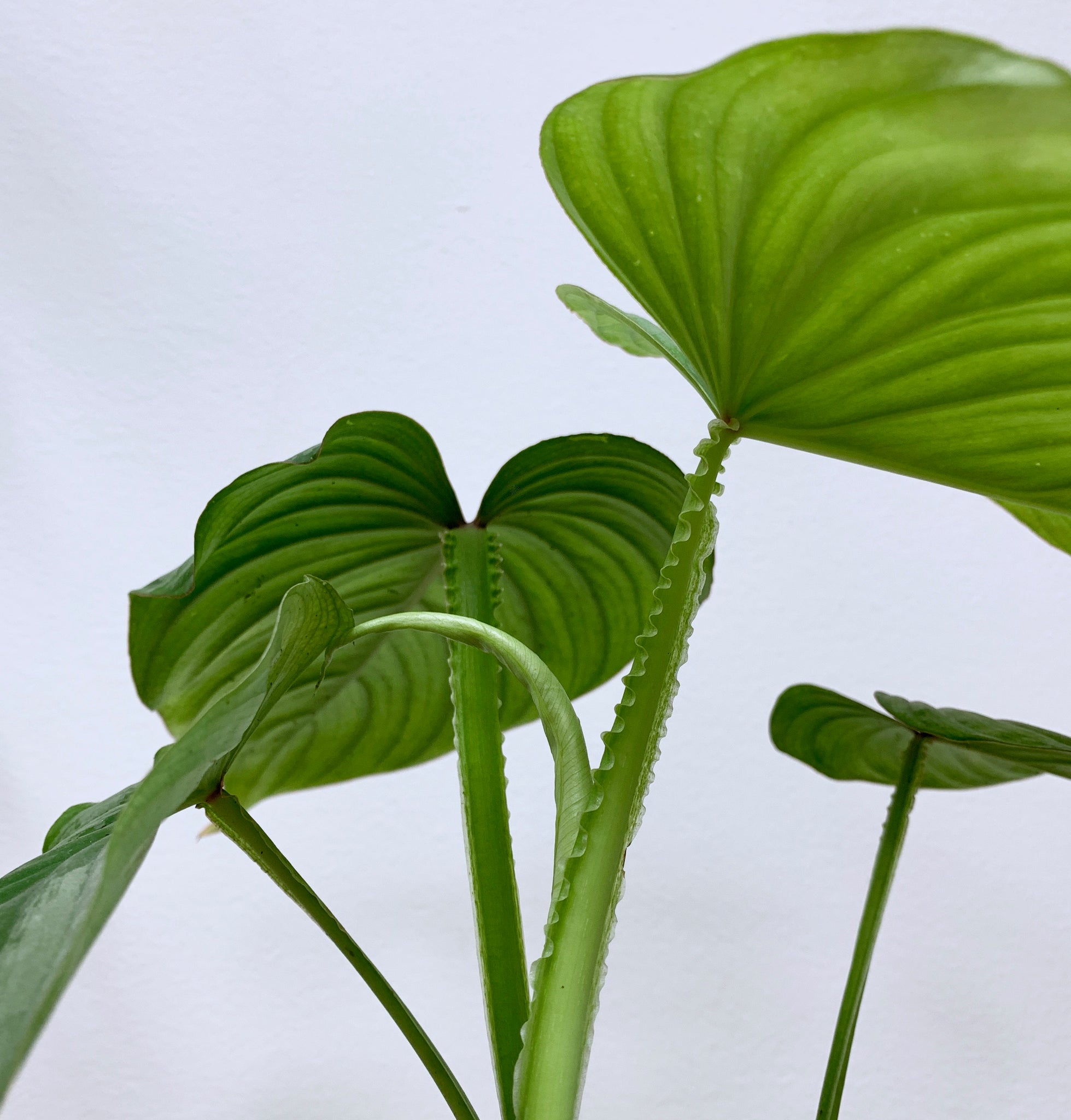 philodendron mamei vs silver cloud Philodendron mamei (Silver Cloud)