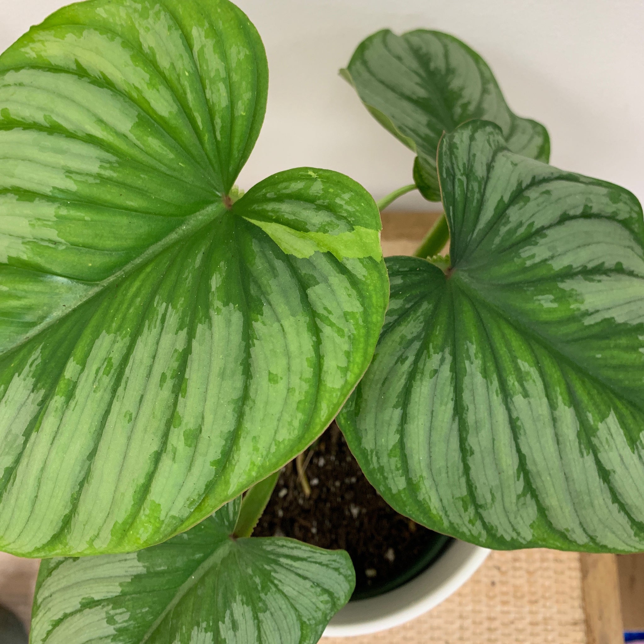 mamei silver cloud philodendron Philodendron mamei (Silver Cloud)