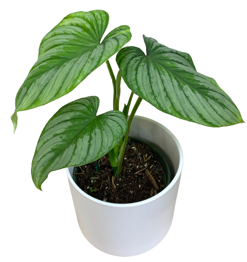 philodendron mamei price Philodendron mamei (Silver Cloud)