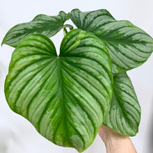 Load image into Gallery viewer, Philodendron mamei (Silver Cloud) - 6 Inch
