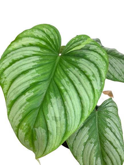 philodendron minarum cloud Philodendron mamei (Silver Cloud)