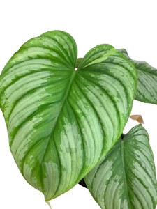 Philodendron mamei (Silver Cloud) - 6 Inch