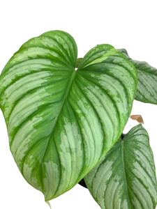 mamei silver cloud philodendron Philodendron mamei (Silver Cloud)
