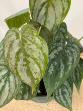 Load image into Gallery viewer, Philodendron Brandtianum - 6 Inch