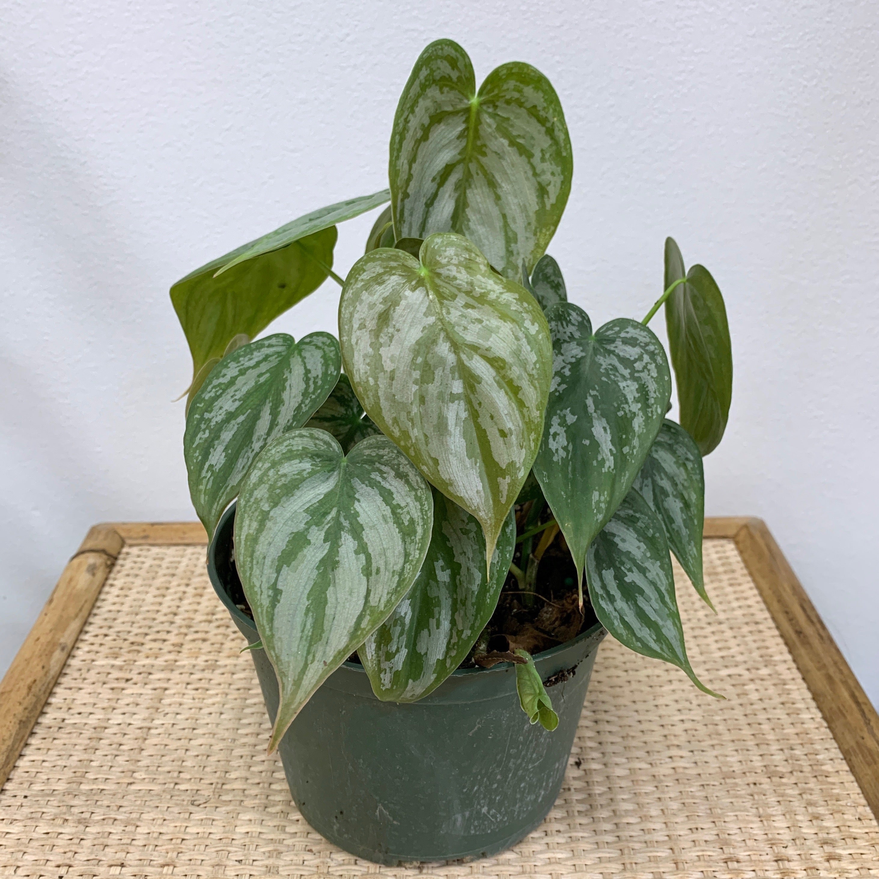 philodendron brandtianum trailing Philodendron Brandtianum