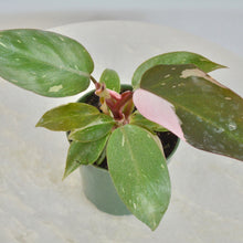 Load image into Gallery viewer, Philodendron Pink Princess