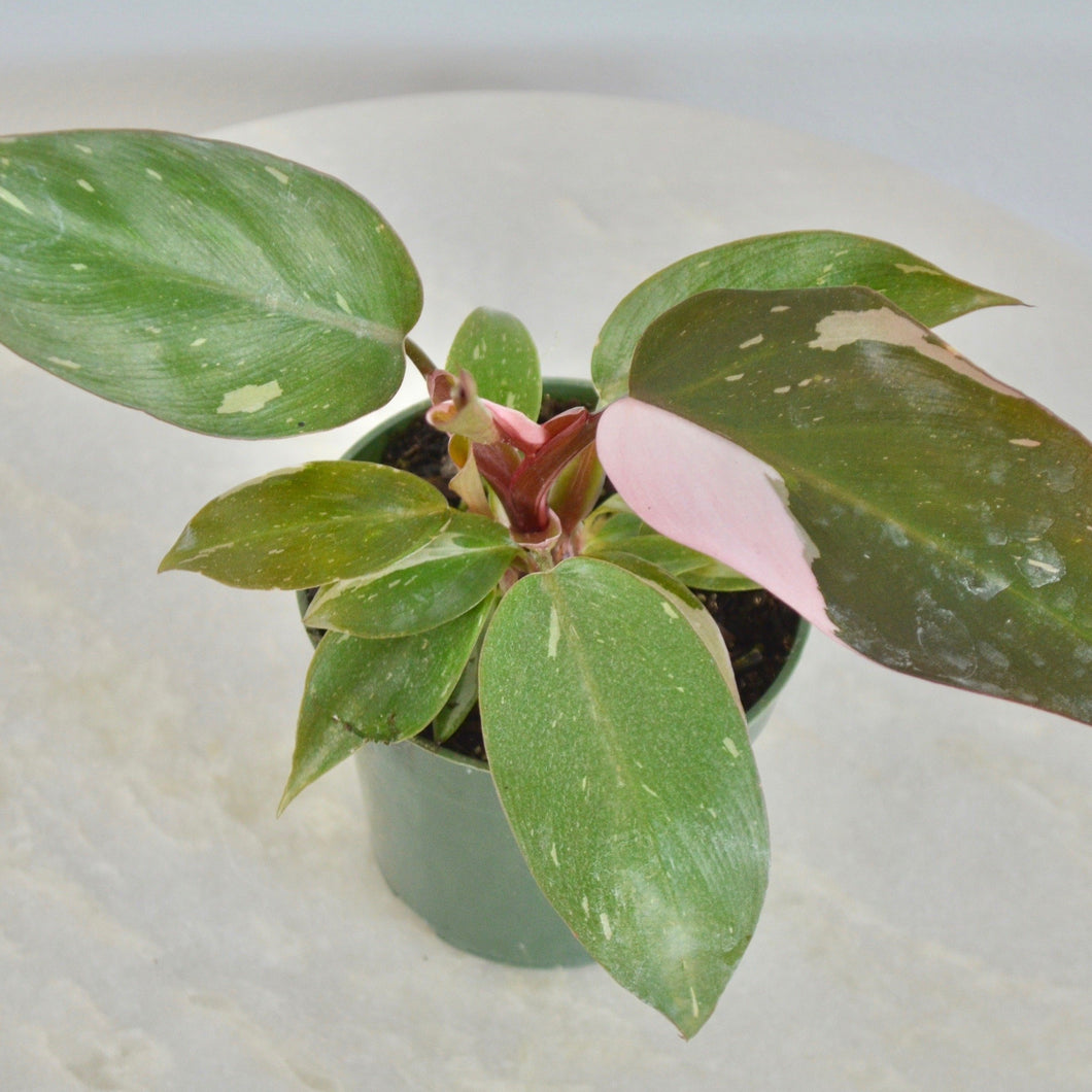 reverted philodendron pink princess Philodendron Pink Princess (4 Inch)