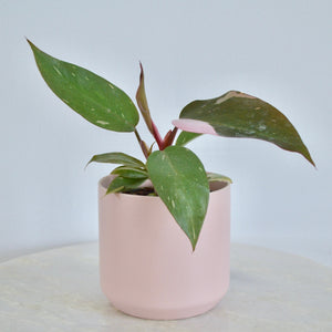 Pink and green plant in pink pot