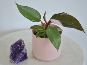 Pink plant and pot next to purple crystal