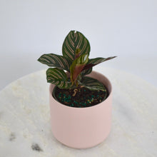 Load image into Gallery viewer, calathea pinstripe 4 inch