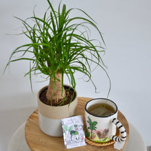 Load image into Gallery viewer, potted ponytail palm next to plant mug and plant pin