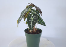 Load image into Gallery viewer, alocasia polly 6&quot;