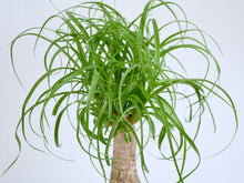 Load image into Gallery viewer, Closeup Cascading Ponytail Palm Leaves