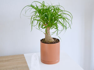 Ponytail Palm in Terracotta Pot