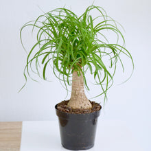 Load image into Gallery viewer, Ponytail Palm 4 inch