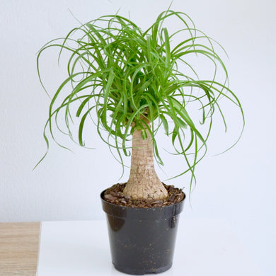 Ponytail Palm 4 inch