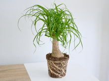 Load image into Gallery viewer, Tabletop Small Palm Houseplant Exposed Roots
