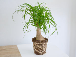 Tabletop Small Palm Houseplant Exposed Roots