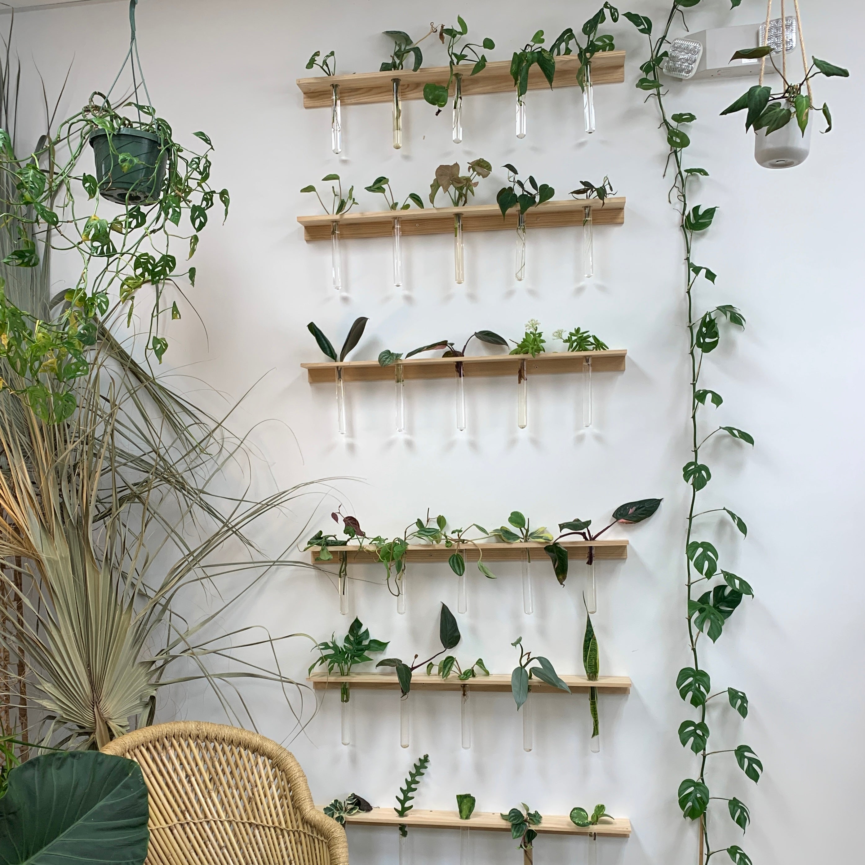 floating house plants Floating Propagation Station | Wall Mounted