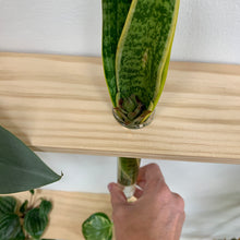 Load image into Gallery viewer, Wall Mounted Propagation Station For Plants