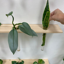 Load image into Gallery viewer, Propagating Plants On Wall Mounted Station