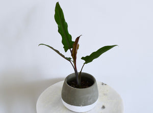 rare alocasia plant