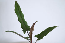 Load image into Gallery viewer, alocasia purple sword indoor plant