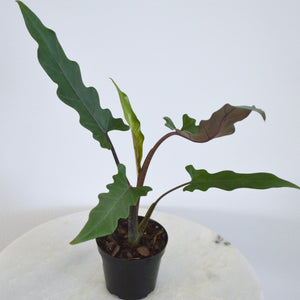 purple sword philodendron Alocasia Purple Sword
