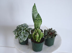 group of 4 small beginner indoor plants