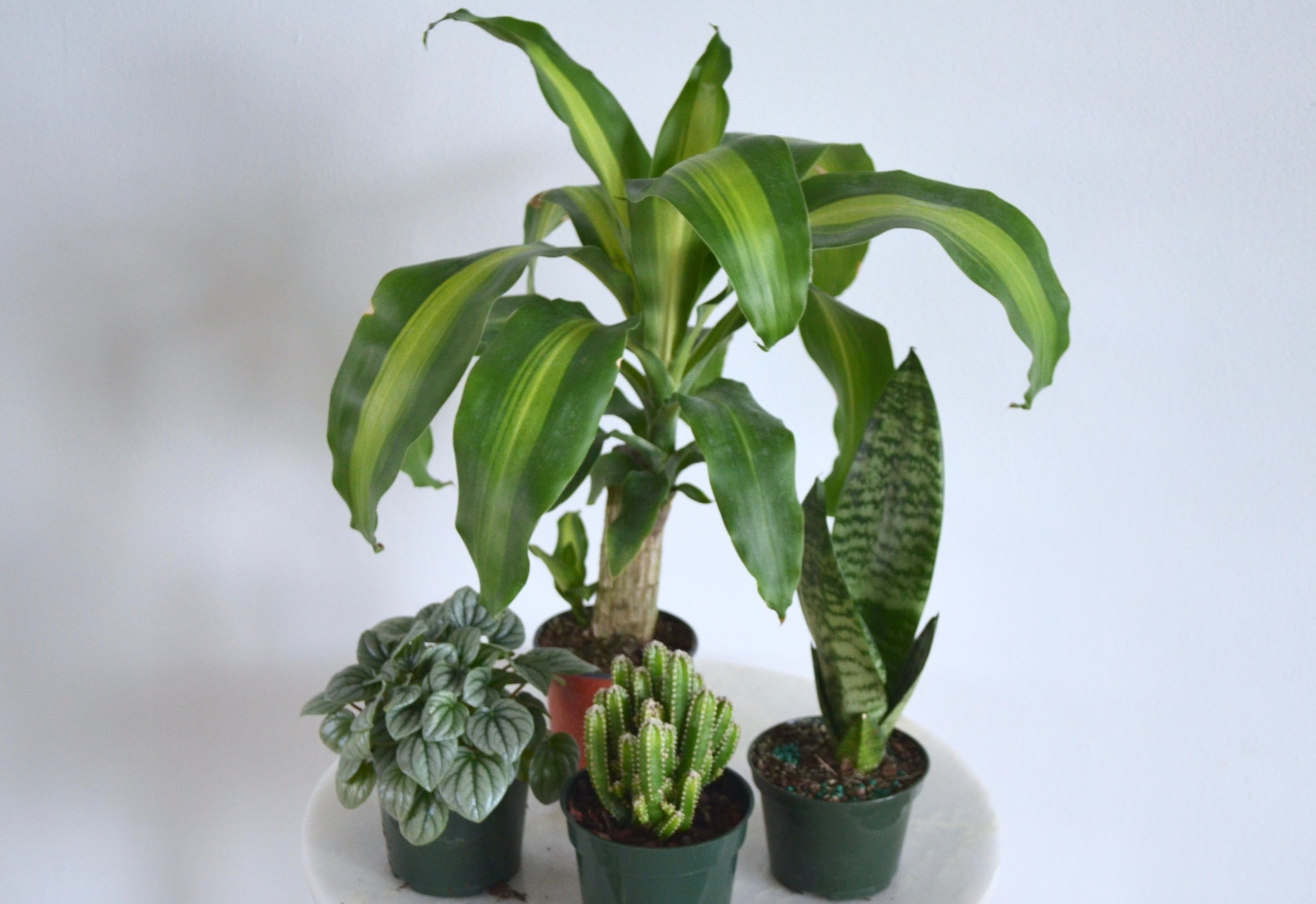 pot plants indoor for sale Beginner Mystery Box (4 Inch Houseplant Set) – Outside In