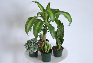 4 small simple indoor plants 