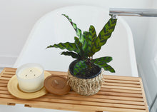 Load image into Gallery viewer, Lush indoor plant in bath spa