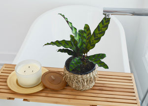 Lush indoor plant in bath spa
