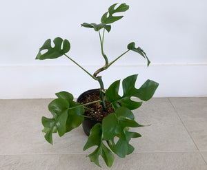 Rhaphidophora tetrasperma 6" Houseplant