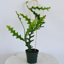 Load image into Gallery viewer, zig zag cactus houseplant