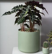 Load image into Gallery viewer, Alocasia Polly in SAge Green Pot