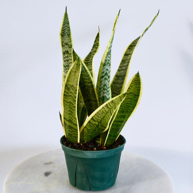 variegated snake plant 