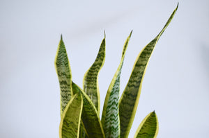 tips of snake plant leaves