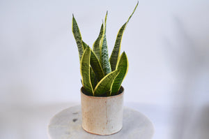 snake plant in cream ceramic planter
