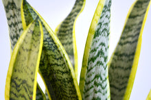 Load image into Gallery viewer, closeup variegated yellow green silver snake plant foliage
