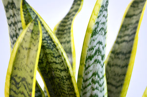 closeup variegated yellow green silver snake plant foliage