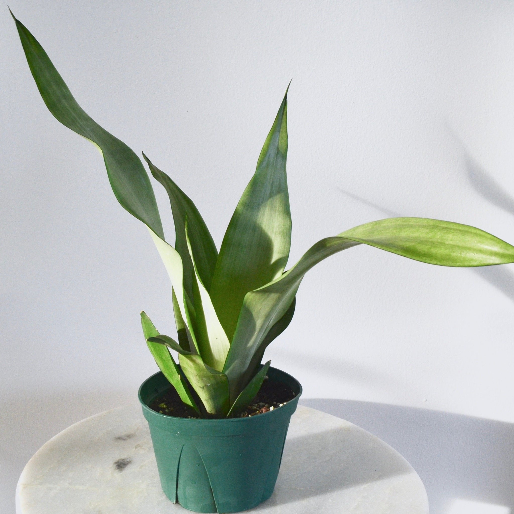 moonshine snake plant scientific name Moonshine Snake Plant (6 Inch) – Outside In