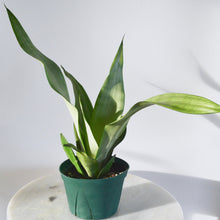 Load image into Gallery viewer, snake plant moonshine 6 inch