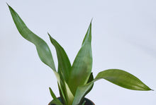 Load image into Gallery viewer, silver snake plant leaves