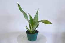 Load image into Gallery viewer, Sansevieria ‘Moonshine’ indoor plant