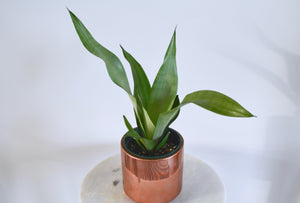 moonglow snake plant in gold pot