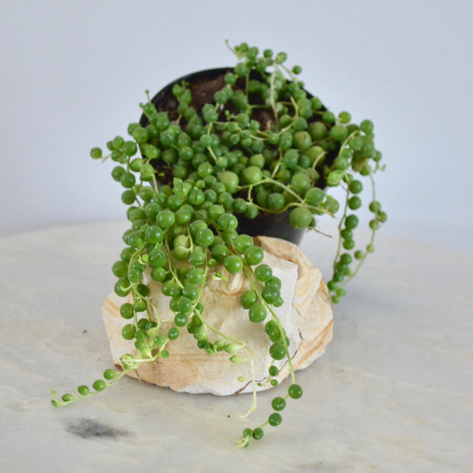 String of Pearls | 4 Inch